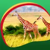 Giraffe Live Wallpapers APK