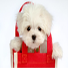 Cute Puppies Wallpapers HD Pack