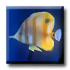 Dream Aquarium 3D Screensaver