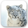 Snow Leopard Desktop Pictures