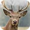 Deer Hunter: 3D Sniper Shooter APK