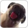 Dog Licker Live Wallpaper FREE APK