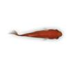 Animated Desktop Wallpaper Fish