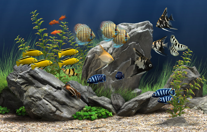 dream aquarium screensaver 1.27 key