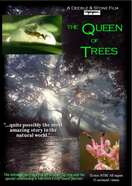 Poster of The Queen of Trees