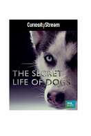 Poster of The Secret Life of Dogs