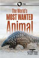 Poster of Pangolins: The World's Most Wanted Animal