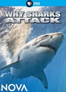 Poster of Why Sharks Attack