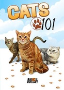 Poster of Cats 101