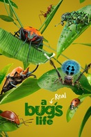 Poster of A Real Bug's Life